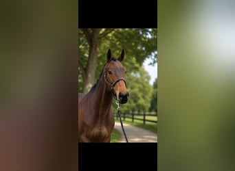 Irish Sport Horse, Stute, 6 Jahre, 165 cm, Brauner