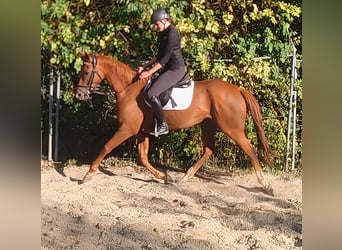 Irish Sport Horse, Stute, 6 Jahre, 165 cm, Dunkelfuchs
