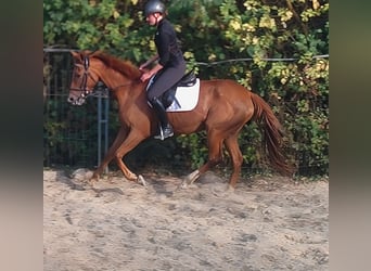 Irish Sport Horse, Stute, 6 Jahre, 165 cm, Dunkelfuchs