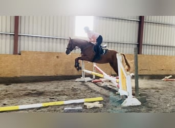 Irish Sport Horse, Stute, 6 Jahre, 165 cm, Dunkelfuchs