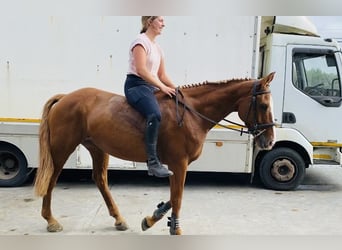 Irish Sport Horse, Stute, 6 Jahre, 165 cm, Dunkelfuchs