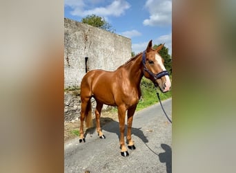Irish Sport Horse, Stute, 6 Jahre, 165 cm, Dunkelfuchs