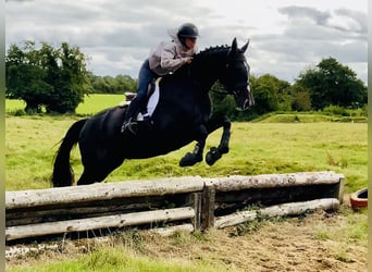 Irish Sport Horse, Stute, 6 Jahre, 165 cm, Rappe