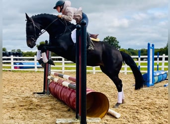 Irish Sport Horse, Stute, 6 Jahre, 165 cm, Rappe
