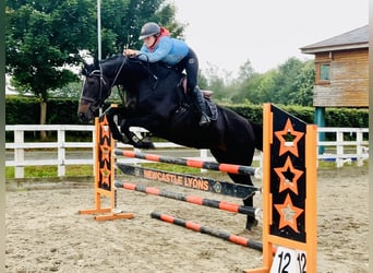 Irish Sport Horse, Stute, 6 Jahre, 165 cm, Rappe