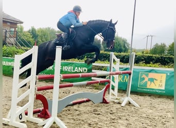 Irish Sport Horse, Stute, 6 Jahre, 165 cm, Rappe