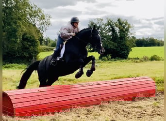 Irish Sport Horse, Stute, 6 Jahre, 165 cm, Rappe