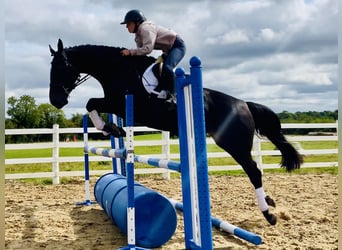 Irish Sport Horse, Stute, 6 Jahre, 165 cm, Rappe