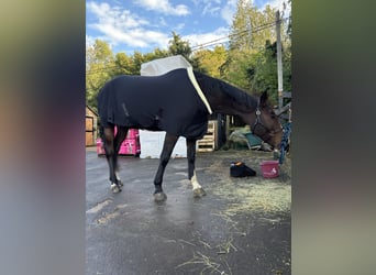 Irish Sport Horse, Stute, 6 Jahre, 165 cm, Rotbrauner