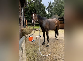 Irish Sport Horse, Stute, 6 Jahre, 165 cm, Rotbrauner