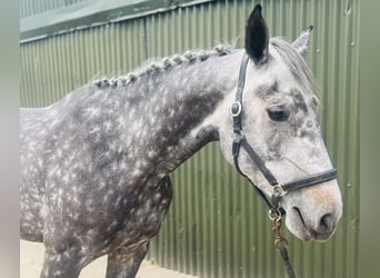 Irish Sport Horse, Stute, 6 Jahre, 166 cm, Apfelschimmel