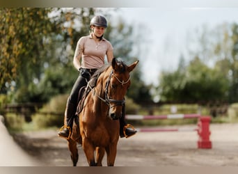 Irish Sport Horse, Stute, 6 Jahre, 166 cm, Brauner
