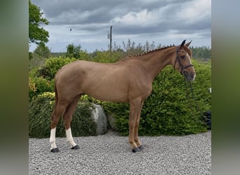 Irish Sport Horse, Stute, 6 Jahre, 167 cm, Roan-Red