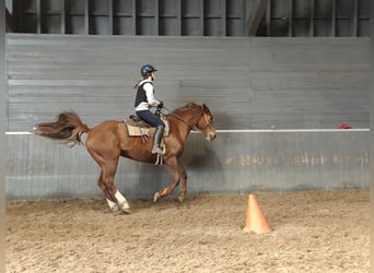 Irish Sport Horse, Stute, 6 Jahre, 167 cm, Rotfuchs
