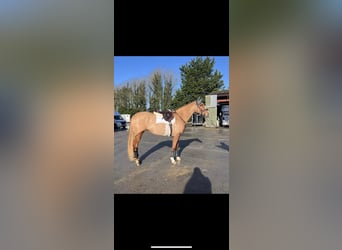 Irish Sport Horse, Stute, 6 Jahre, 168 cm, Dunkelfuchs