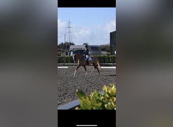 Irish Sport Horse, Stute, 6 Jahre, 168 cm, Dunkelfuchs