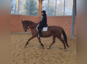 Irish Sport Horse, Stute, 6 Jahre, 168 cm, Fuchs