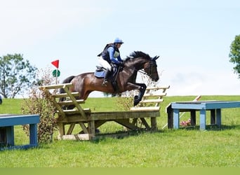 Irish Sport Horse, Stute, 6 Jahre, 168 cm, Rotbrauner