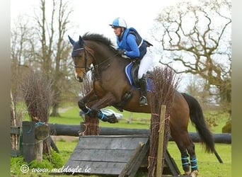 Irish Sport Horse, Stute, 6 Jahre, 168 cm, Rotbrauner