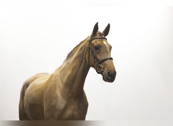 Irish Sport Horse, Stute, 6 Jahre, 169 cm, Fuchs