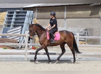 Irish Sport Horse, Stute, 6 Jahre, 170 cm, Brauner