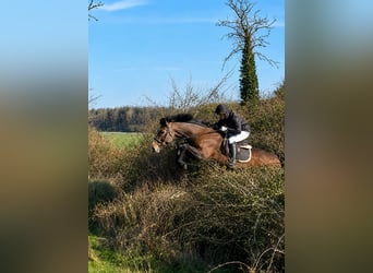 Irish Sport Horse, Stute, 6 Jahre, 172 cm, Brauner