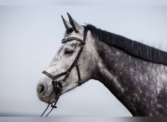 Irish Sport Horse, Stute, 6 Jahre, 178 cm, Apfelschimmel