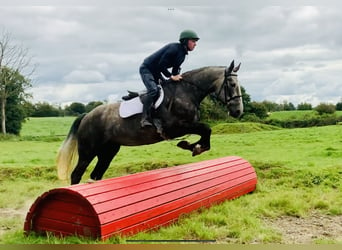 Irish Sport Horse, Stute, 6 Jahre