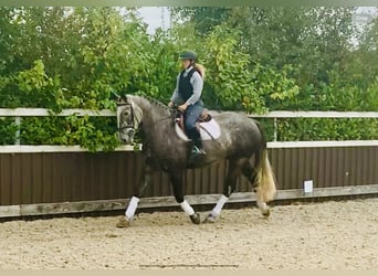 Irish Sport Horse, Stute, 6 Jahre