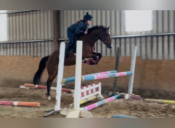 Irish Sport Horse, Stute, 7 Jahre, 145 cm, Hellbrauner