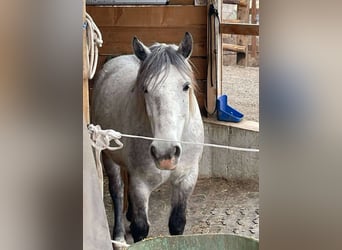 Irish Sport Horse Mix, Stute, 7 Jahre, 147 cm, Fliegenschimmel