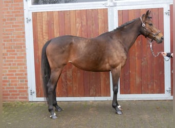 Irish Sport Horse, Stute, 7 Jahre, 155 cm