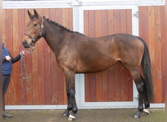 Irish Sport Horse, Stute, 7 Jahre, 155 cm