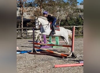 Irish Sport Horse, Stute, 7 Jahre, 155 cm, Schimmel