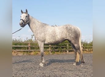 Irish Sport Horse, Stute, 7 Jahre, 155 cm, Schimmel