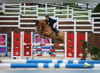 Irish Sport Horse, Stute, 7 Jahre, 160 cm, Dunkelfuchs