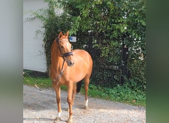 Irish Sport Horse, Stute, 7 Jahre, 160 cm, Fuchs