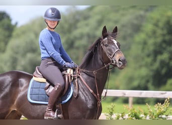 Irish Sport Horse, Stute, 7 Jahre, 160 cm, Rappe