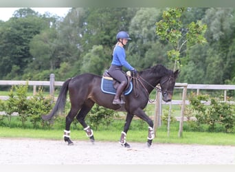 Irish Sport Horse, Stute, 7 Jahre, 160 cm, Rappe