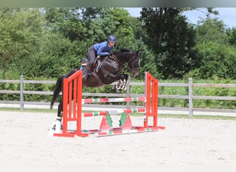 Irish Sport Horse, Stute, 7 Jahre, 160 cm, Rappe
