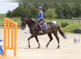 Irish Sport Horse, Stute, 7 Jahre, 160 cm, Rappe