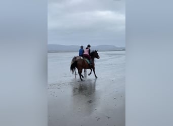 Irish Sport Horse, Stute, 7 Jahre, 165 cm, Brauner