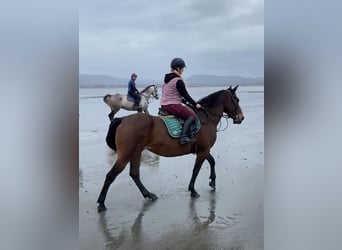 Irish Sport Horse, Stute, 7 Jahre, 165 cm, Brauner