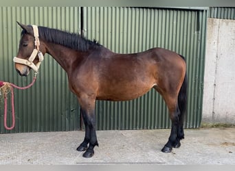 Irish Sport Horse, Stute, 7 Jahre, 165 cm, Brauner