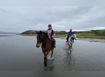 Irish Sport Horse, Stute, 7 Jahre, 165 cm, Brauner
