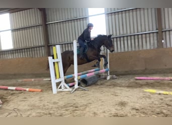 Irish Sport Horse, Stute, 7 Jahre, 165 cm, Brauner
