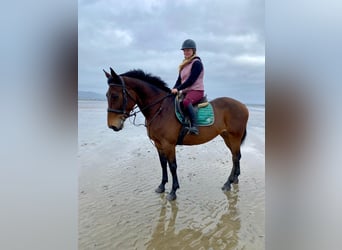 Irish Sport Horse, Stute, 7 Jahre, 165 cm, Brauner