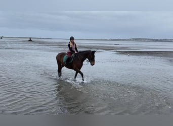 Irish Sport Horse, Stute, 7 Jahre, 165 cm, Brauner