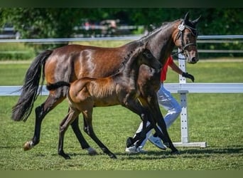 Irish Sport Horse, Stute, 7 Jahre, 165 cm, Dunkelbrauner