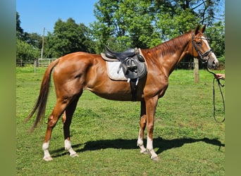 Irish Sport Horse, Stute, 7 Jahre, 165 cm, Dunkelfuchs